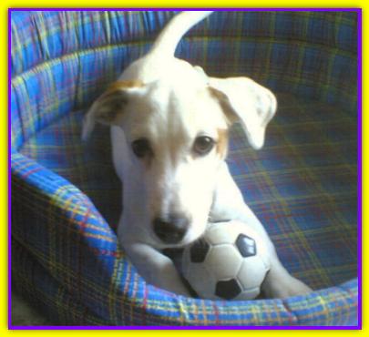 Ercole, Jack Russell
