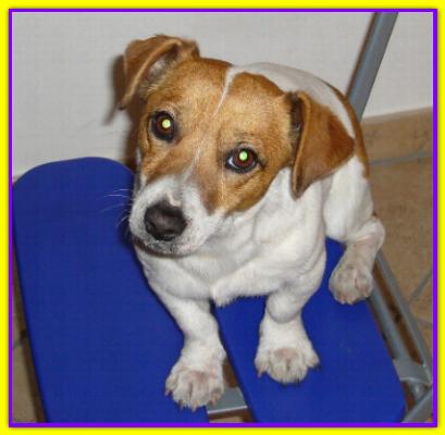 Ercole, Jack Russell