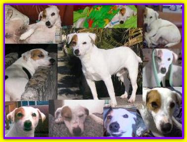 Ercole, Jack Russell
