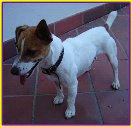 Ettore, Jack Russell