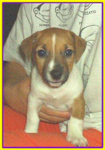 Filippo, Jack Russell