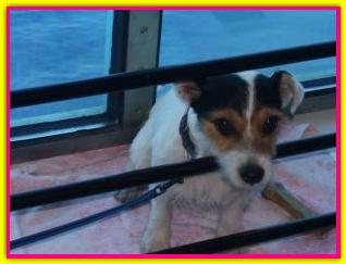 Fiocco, Jack Russell