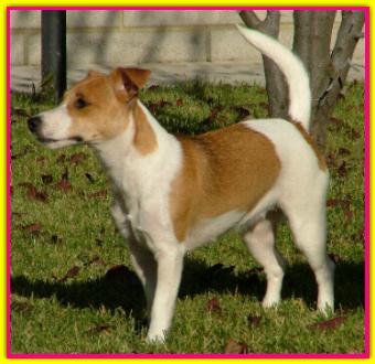 Fiona, Jack Russell