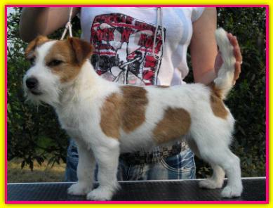 Fiona, Jack Russell