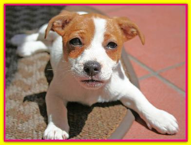 Fiona, Jack Russell
