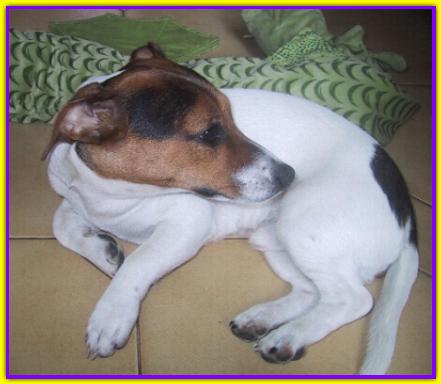 Flender, Jack Russel Terrier