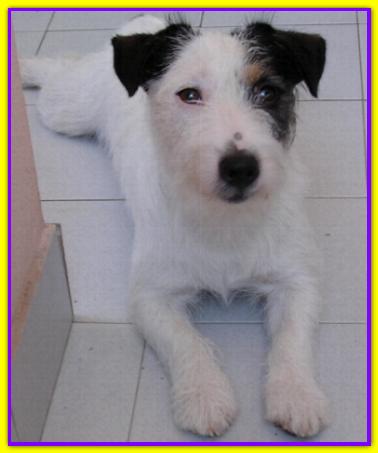 Fluck. Jack Russell