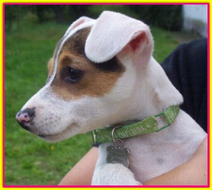Frida, Jack Russell