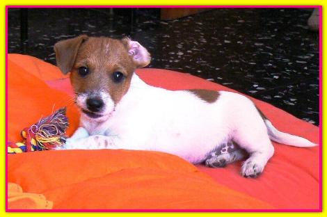 Gaia, Jack Russell