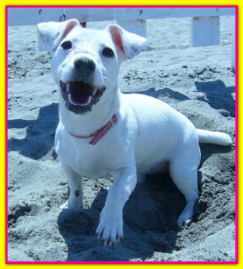 Gala, Jack Russell