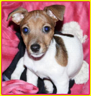 Galatea, Jack Russell