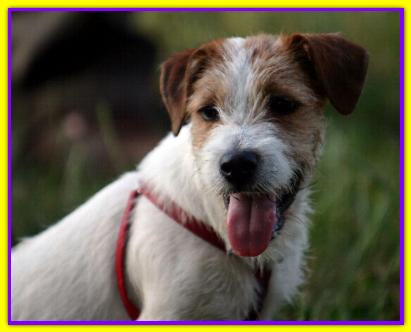 Garcia, Jack Russell