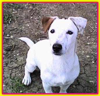 Gea, Jack Russell