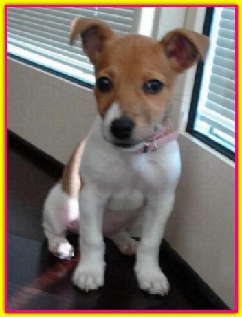 Geppi, Jack Russell