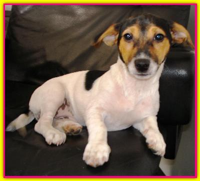 Gertrude, Jack Russell
