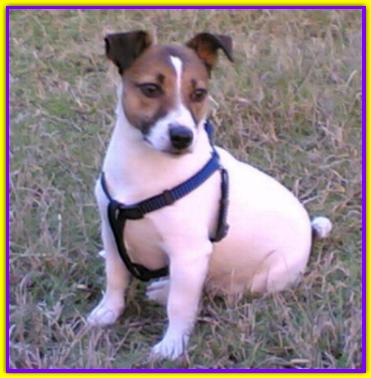 Ghengo, Jack Russell