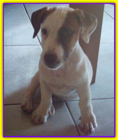 Gigi, Jack Russell