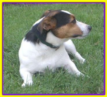 Gino, Jack Russell