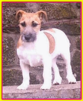 Gioia, Jack Russell