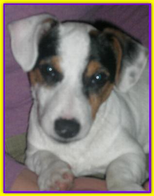 Golia, Jack Russell