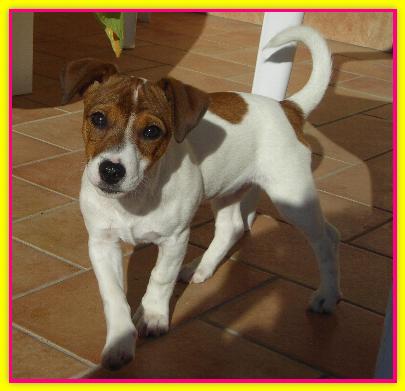 Greta, Jack Russell