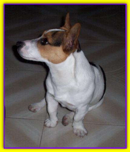 Gris�, Jack Russell