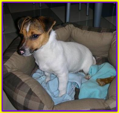 Gucci, Jack Russell Terrier