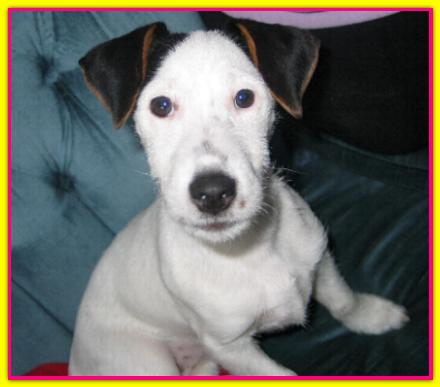 Guendalina, Jack Russell