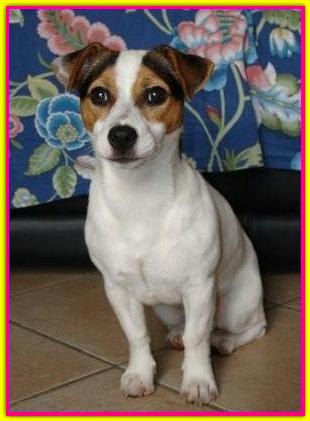 Guenny Kira, Jack Russell