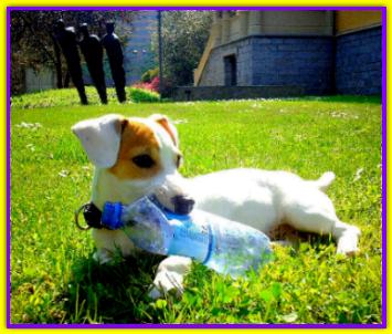 Guliver, Jack Russell