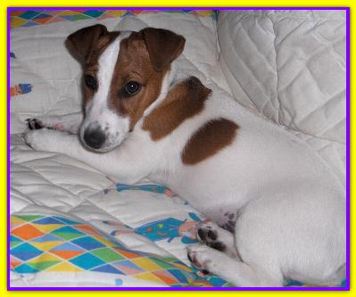 Gulliver, Jack Russell