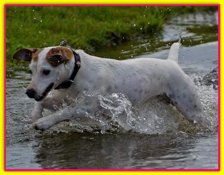 Gwen, Jack Russell