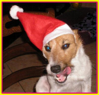 Happy, Jack Russell