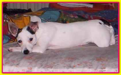 Holly, Jack Russell