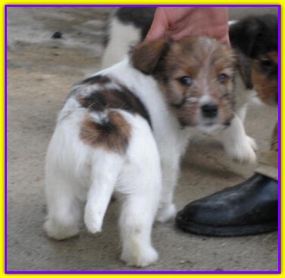 Horatio Luigi, Jack Russell