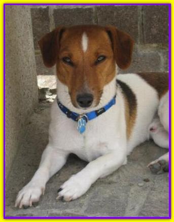 Idefix, Jack Russell