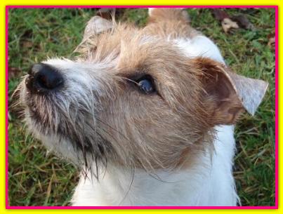 Doubleuse Nike, Jack Russell