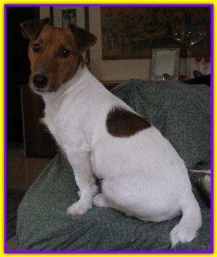 Irish Brown della Nizzola, Jack Russell
