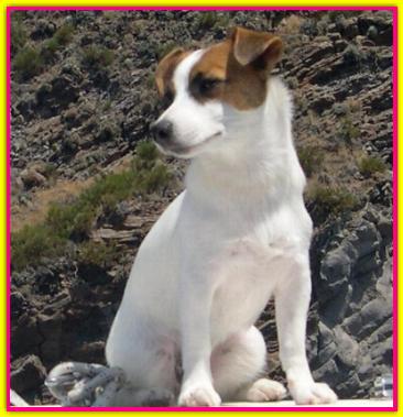 Isabella, Jack Russell