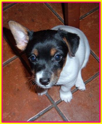 Isotta, Jack Russell