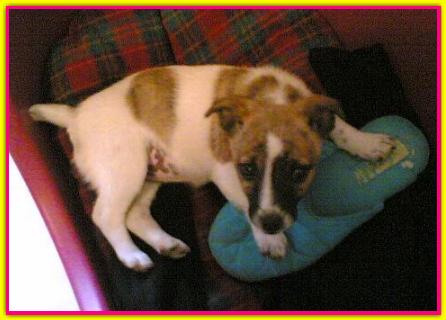 Isotta, Jack Russell