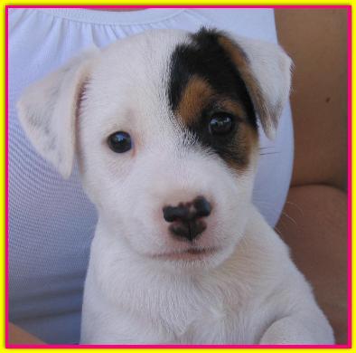 Isotta, Jack Russell