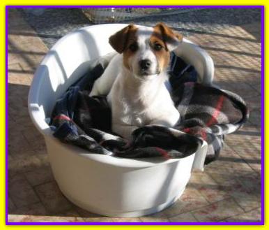 Jack DD, Jack Russell