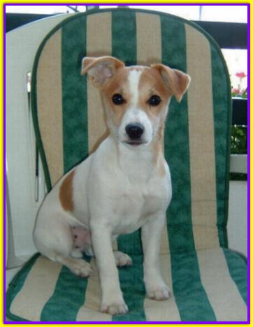 Jack, Jack Russell