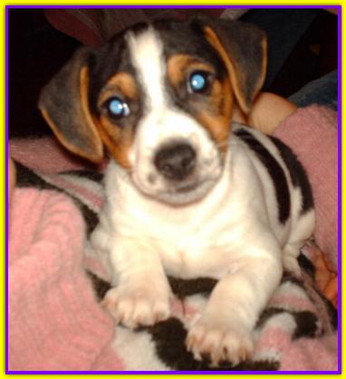 Jack, Jack Russell