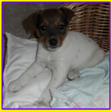 Jack, Jack Russell