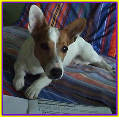 Jack, Jack Russell