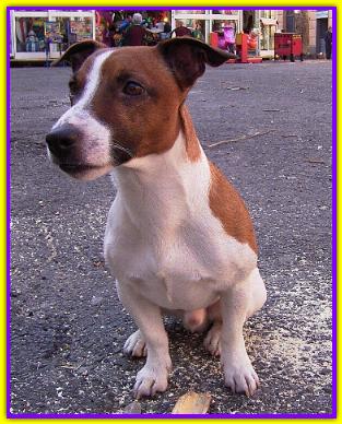Jack, Jack Russell