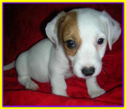 Jack, Jack Russell Terrier