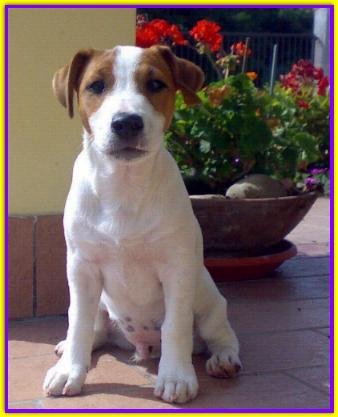 Jack, Jack Russell